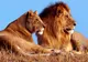 Clipe de groază trăite de o familie, în timp ce se plimba printr-un safari  
