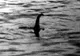 Google vrea să găsească monstrul din Loch Ness. Cum face asta 
