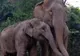 Reîntâlnire emoționantă dintre un pui de elefant și mama lui, după patru ani de separare