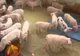 România vinde carne de porc la capătul lumii