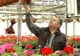 Povestea celei mai profitabile sere de flori din România