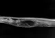 Radiografii fascinante: ce se întâmplă în stomacul unui piton care a devorat un aligator