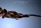 Fotografii în premieră cu "extraterestrul" din OZN-ul prăbuşit la Roswell