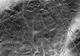Aceste desene misterioase din Peru îi pun pe jar pe oamenii de ştiinţă
