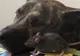 Prietenia uluitoare dintre un șoarece și un câine. Imagini adorabile  