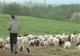 Descoperire şocantă pe păşunea de lângă Aeroportul Timişoara