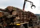 CE anunță "măsuri potrivite" dacă România va încalcă legislația prin limitarea exportului de lemn 