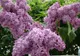 Proprietăţi miraculoase ale florilor de liliac. Puţini ştiu asta