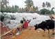 Lacul atât de poluat încât a luat foc. Imagini reale, dar greu de crezut, din India