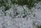 Grindină cât oul de porumbel, în Timiş. Efectele sunt devastatoare