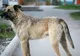 ”Gluma” unui consilier local PSD: Celor care adoptă un maidanez le dăm bonus și un ziarist 
