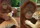 Imagini adorabile! Un urangutan, mamă surogat pentru trei pui de tigru