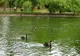 Răsturnare de situație în privința parcului Bordei din București - Prefectul Capitalei a făcut anunțul