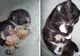 Fotografii adorabile cu animăluţe şi jucăriile lor