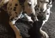 VIRAL. Un motănel cât palma pune cu botul pe labe doi dalmaţieni în toată firea