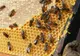 Ce boli poţi vindeca cu tinctura de propolis 