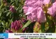 Fresh Refresh. Rododendronul, o plantă iubită de români: cum îi acorzi cea mai bună îngrijire