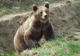Un urs a atacat un om în Munții Orăștiei. Jandarmii, alertați