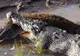 Un crocodil a devorat un alt exemplar din specia lui sub ochii înmărmuriți ai turiștilor