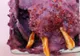 Cum să faci un desert super sănătos și răcoritor, de vară! Rețeta pentru mousse cu fructe de pădure