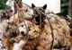 Străinii, tot mai scandalizaţi de "festivalul cărnii de câine" ce stă să-nceapă în China