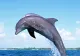 Ce i-a făcut un delfin obraznic unei turiste. Înregistrarea a ajuns pe internet şi e VIRALĂ
