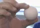 De ce este acest ou special. Ai şanse de unu la un miliard să îl găseşti