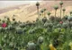 Producția mondială de opium, la cel mai ridicat nivel din ultimii 85 de ani 