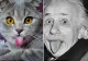 Grumpy Cat, detronată: pisica poreclită Einstein face furori pe internet