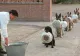 Imaginea virală a zilei. Ce fac acești câini