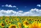 Anunțul meteorologilor. Ce ne așteaptă la mijlocul lunii iunie. Prognoza pe două săptămâni