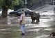 Scene apocaliptice în Georgia! Animalele sălbatice scăpate de la Zoo aleargă libere pe străzi