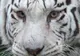 Alertă maximă în Georgia! O persoană a fost ucisă de un tigru alb, scăpat de la Zoo