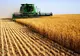 Culisele statului paralel | Fermierii, în pericol din cauza noii legi privind vânzarea terenurilor agricole