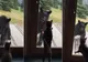 Reacţia uimitoare a unei pisici când un urs brun îi încalcă teritoriul. Momentul, filmat