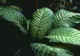 Planta ucigaşă. Ai aşa ceva în casă?