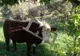 Cele mai haioase fotografii cu animale blocate în diverse obiecte