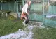 Furtuna cu grindină a făcut ravagii în Dâmboviţa: "Zici că era zăpadă, cu viscol" VIDEO