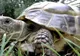 Povestea impresionantă a broscuţei care se deplasează cu ajutorul a două roţi de la o jucărie