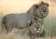 Fratele leului Cecil, ucis şi el în Zimbabwe, în acelaşi parc naţional