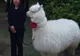 Alpaca, soluţia împotriva SIDA? Ce au descoperit specialiștii în sângele popularului ierbivor de companie?