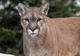 "Hei, pis, pis" - un bărbat a sărit gardul la Zoo ca să mângâie pumele. Reacţia animalelor, şocantă