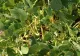 Este una dintre cele mai ieftine legume. Iată ce beneficii aduce sănătăţii