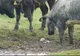 Pui de focă, salvat de o cireadă de vite. Prin ce întâmplare fericită a ajus puiul pe pajişte