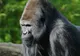 Reacţia uluitoare a unei gorile sătulă să i se tot facă poze, la zoo. A făcut asta în văzul tuturor!