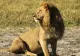Emoționant. Ultima fotografie cu Cecil, leul decapitat de vânătorul care a înfuriat lumea întreagă