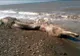Monstru marin misterios, adus de ape pe o insulă din Pacific. Localnicii sunt speriați. Ce este?