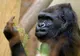 Gorile testate pozitiv cu SARS-COV-2 la o grădină zoologică din California