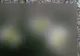Mutanții de la Fukushima au bulversat întreaga lume. Imagini incredibile