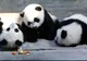 Petrecere aniversară în cinstea unor tripleţi de urs Panda uriaş
